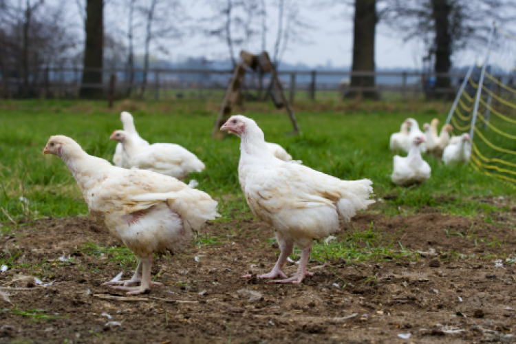 Beter welzijn vleeskuikens door Beter Leven keurmerk Beter Leven keurmerk