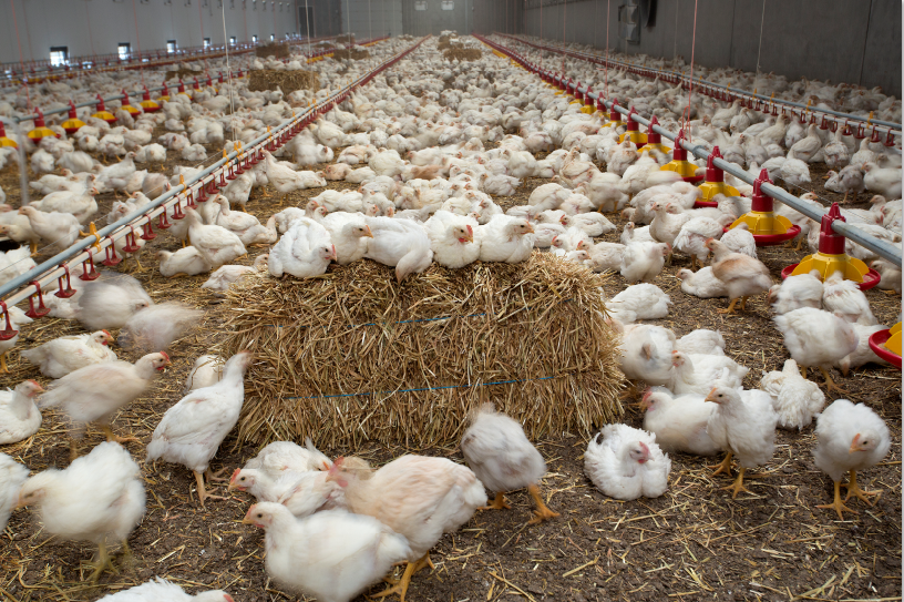 COOP brengt gehele vleesassortiment naar 1 ster Beter Leven - Beter